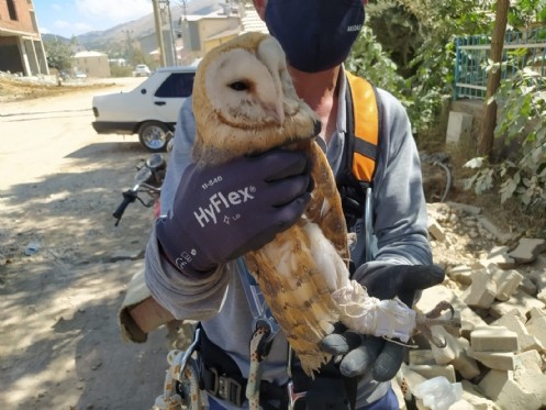 Elektrik Direğinde Mahsur Kalan Peçeli Baykuş`u AKEDAŞ Ekipleri Kurtardı.