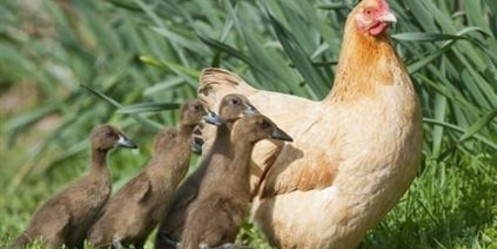 Tavuktan Yavru Ördeklere Anne Şefkati