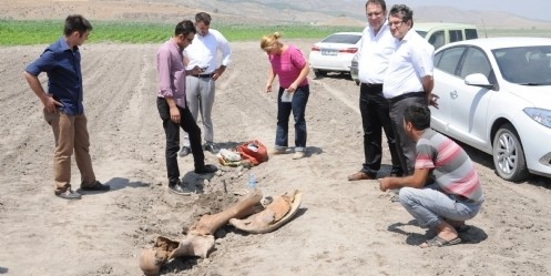 Tarlasını sürerken antik fil fosili buldu 