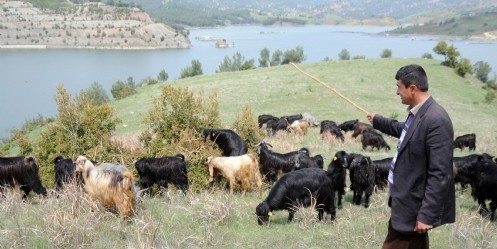 Çobanlık İçin Meslek Standardı Getirilmesi 