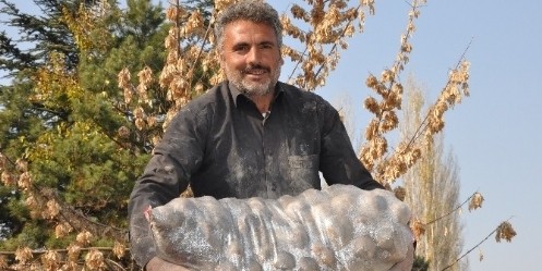 Patateste Verim Düştü Fiyat Yükseldi