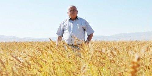 Kuzeyden esen rüzgar buğdaya yaradı 