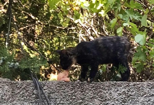Su Kuyusuna Düşen Kedi Kurtarıldı