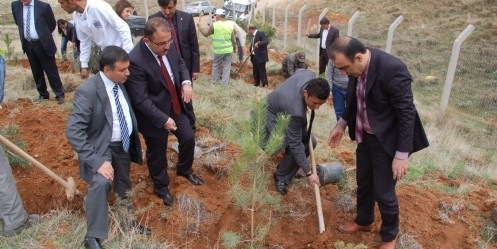 Eshab-ı Kehf, Ağaçlandırılıyor 