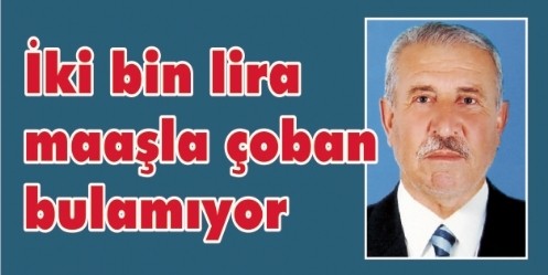 İki bin lira maaşla çoban bulamıyor