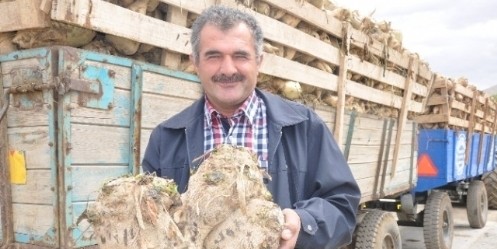 25 Kiloluk 3 Yapışık Pancar
