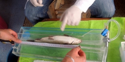 Balık geçitleri endemik türleri hayatta tutuyor