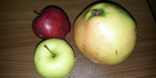 1 kilogramlık ayvalar görenleri şaşırttı