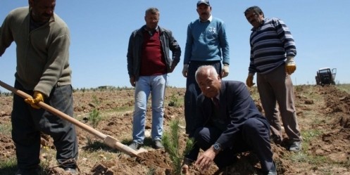 Demircilik beldesinde ağaçlandırma çalışması