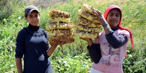 Elbistan`da çerezlik ayçiceği hasadı başladı 