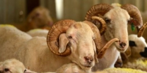 Kurban Bayramı Öncesi Tedbirler Artırıldı