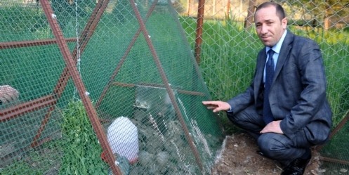 Kınalı keklikler, yaban hayatına tavuklarla alışıyor