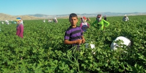 Tarım İşçilerinin Zor Anları 