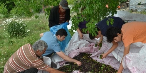 Mahlebin tohumunu da suyunu da değerlendiriyor