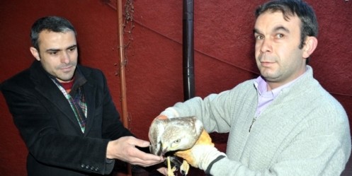 Yaralı şahin koruma altına alındı