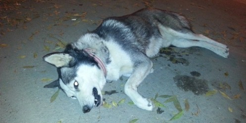 Otomobilin çarptığı Sibirya Kurdu telef oldu