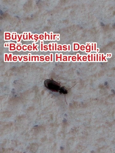 Büyükşehir: Böcek istilası değil, mevsimsel hareketlilik