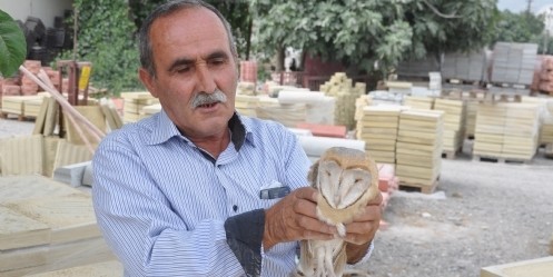 Yaralı baykuş, tedavisinin ardından doğaya bırakılacak