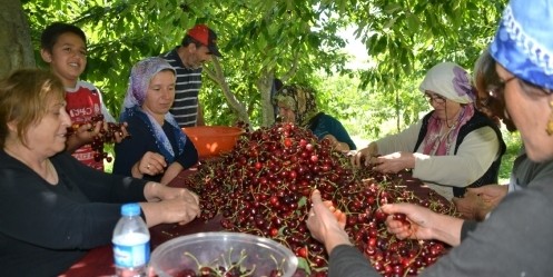 Andırın Kirazı Dünya Yolcusu