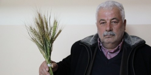 Kış ortasında başak verdi 