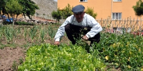 Huzurevi bahçesinde sebze yetiştiriyor 