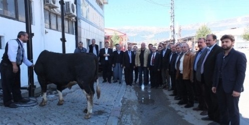 Seçim İçin Adakta Bulundu
