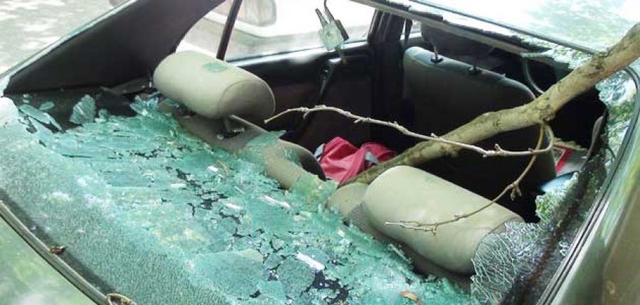 Kuru dal, aracın arka camına girdi