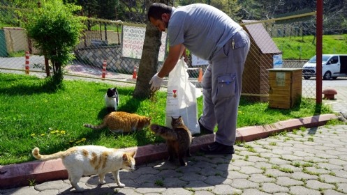 Büyükşehir Sokak Hayvanlarını Unutmadı